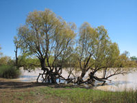 Coolibahs at Conn Waterhole, Min Min Byway